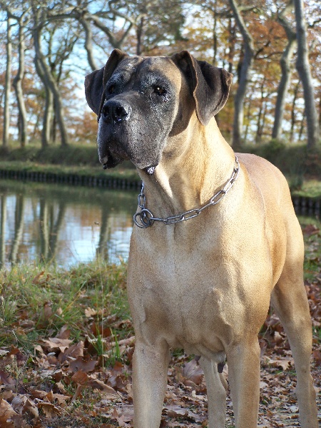 Urphée du domaine de la doguette
