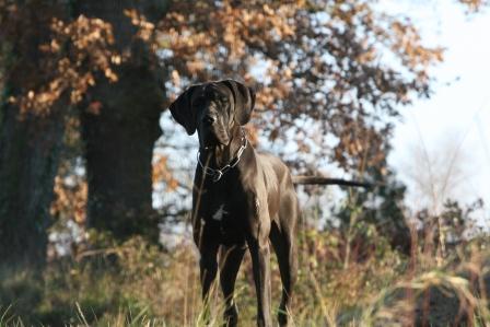 Baltik Des Terres De La Rairie