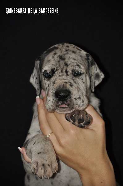 de la Barasseine - Dogue allemand - Portée née le 05/08/2011